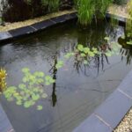 Pond Filter Problems